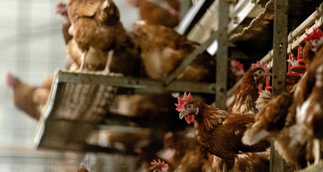 Japonya’da 250 bin tavuk itlaf edilecek