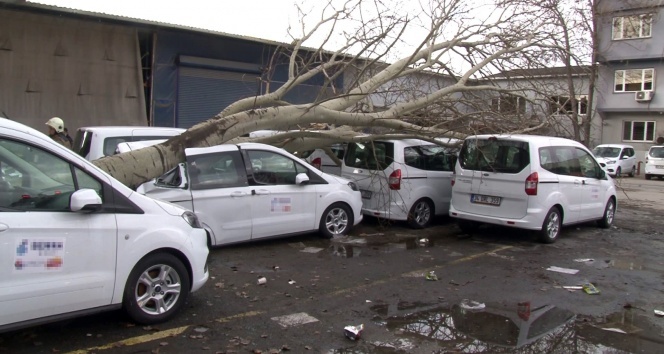 Şiddetli fırtına dev ağacı kökünden söktü, 3 araçta ağır hasar meydana geldi