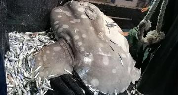 Akdeniz’de nadir görülen ‘ay balığı’ Adana’da ağlara takıldı